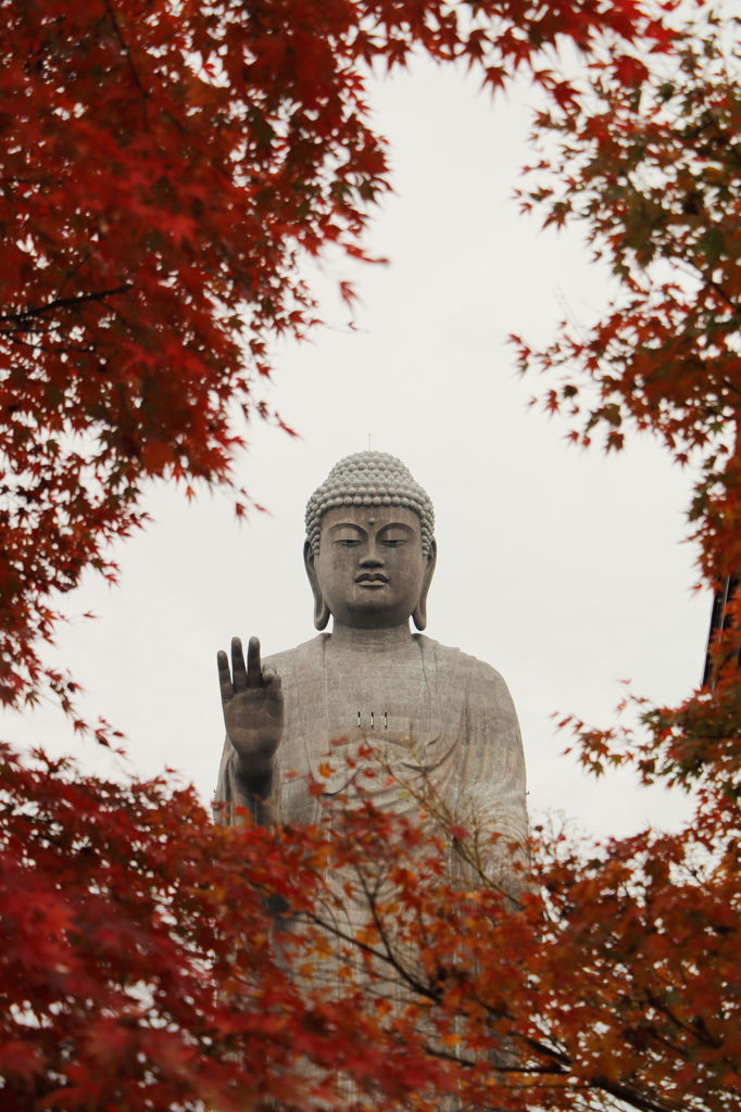 大仏様も見る
