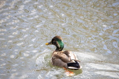 マガモカル