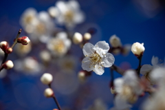 早春の花1
