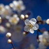 早春の花1