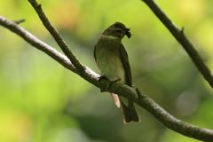 オオルリ♀