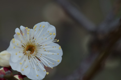 DSC_2565-8