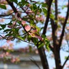 朝のハナミズキ
