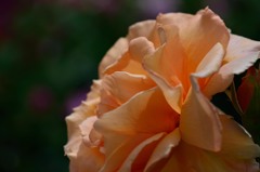 靭公園薔薇園より２