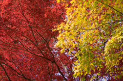 Yellow and red