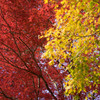 Yellow and red