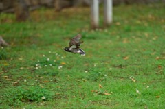 公園のムクドリ発信