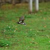 公園のムクドリ発信