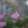 DSC09014-1
