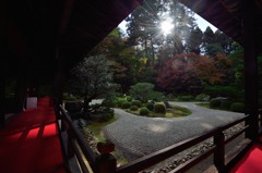曼殊院の朝のお庭