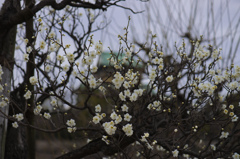 DSC_2554-7