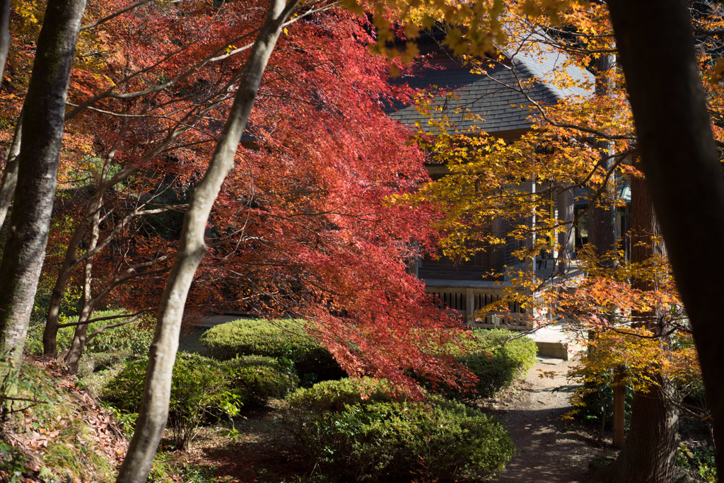 石道寺の紅葉