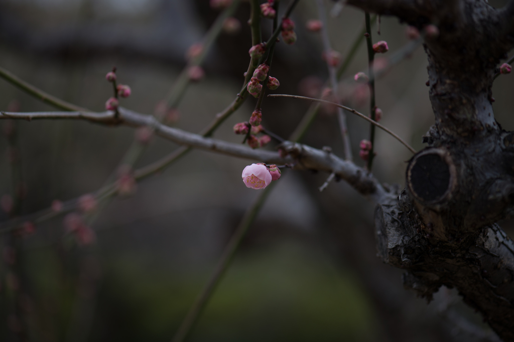 DSC_2517-5