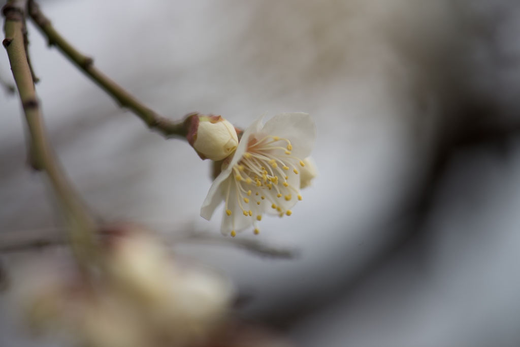DSC_2496-3
