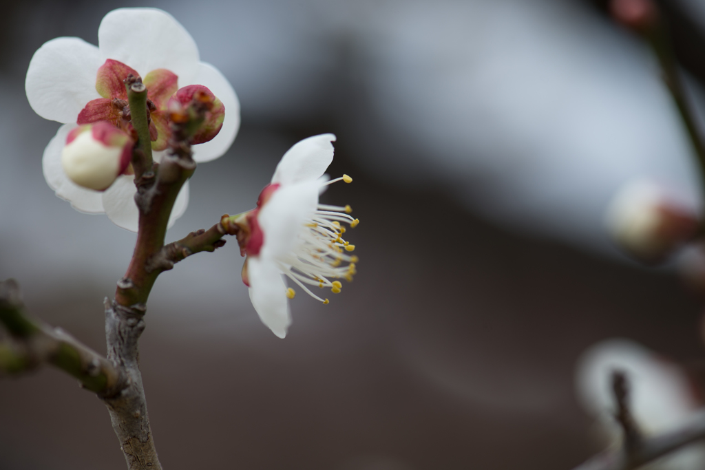 DSC_2584-10