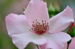 靭公園薔薇園より