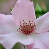 靭公園薔薇園より