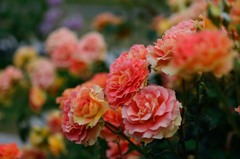 中之島公園薔薇園より