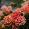 中之島公園薔薇園より
