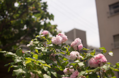 DSC00277-15