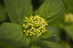 DSC00228-11
