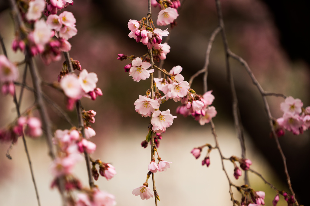 枝垂れ桜