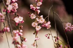 枝垂れ桜