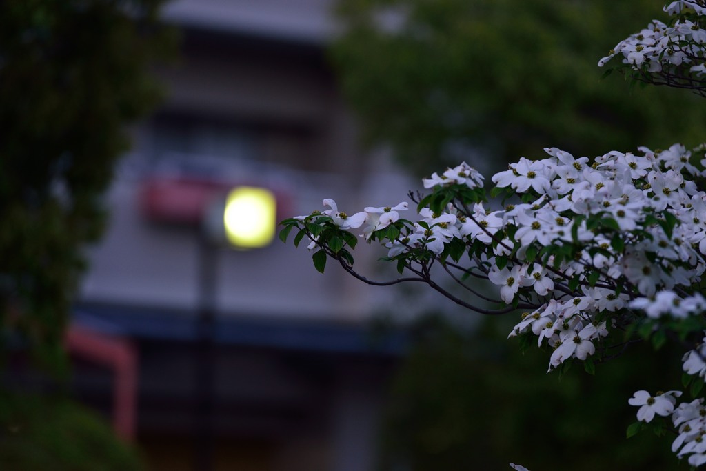 夕方のハナミズキ