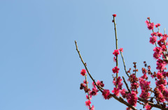 梅の木