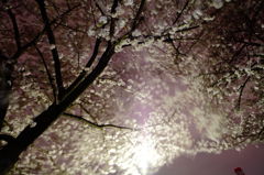 夜桜+風