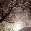 夜桜+風
