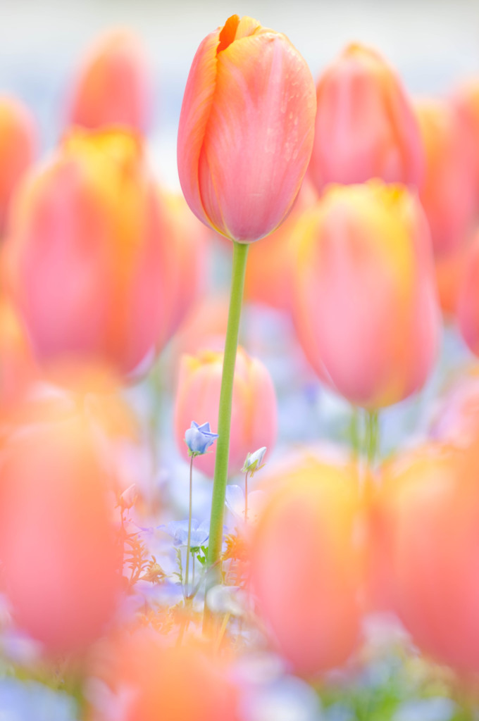 Tulip pink × Nemophila blue
