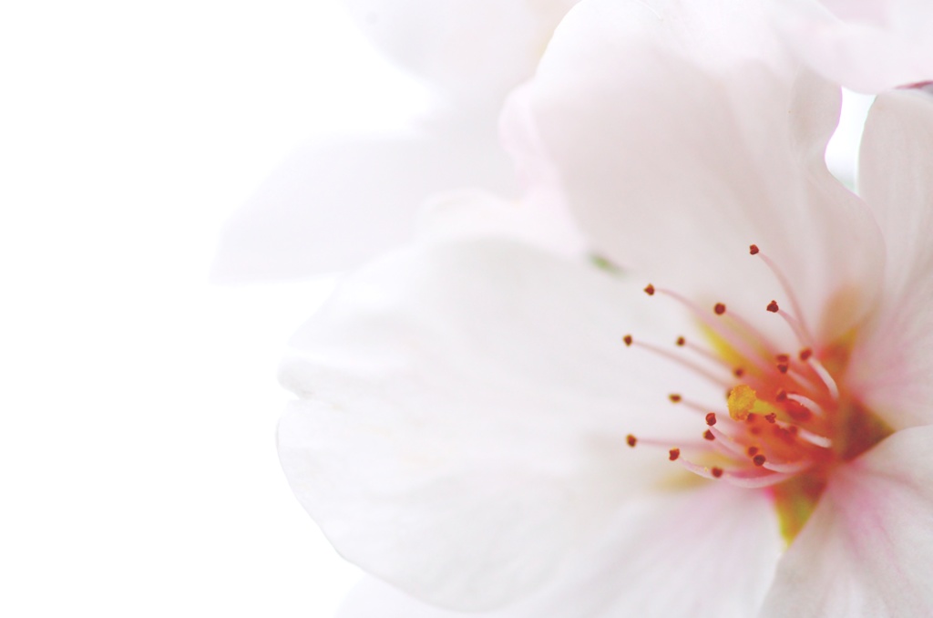 恋桜