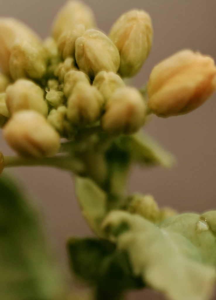 そろそろ菜の花
