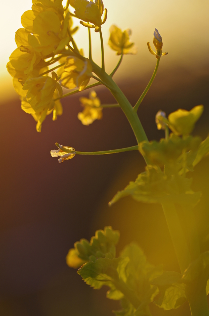 夕日と菜の花