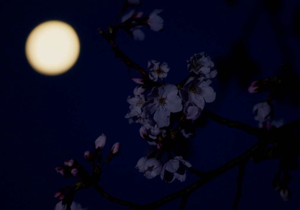 月見桜