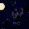 月見桜