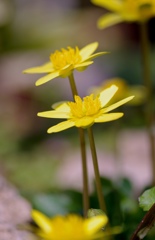 輝花弁