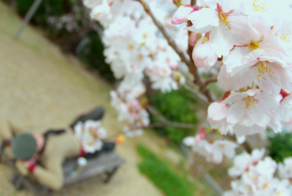 napping under the sakura tree