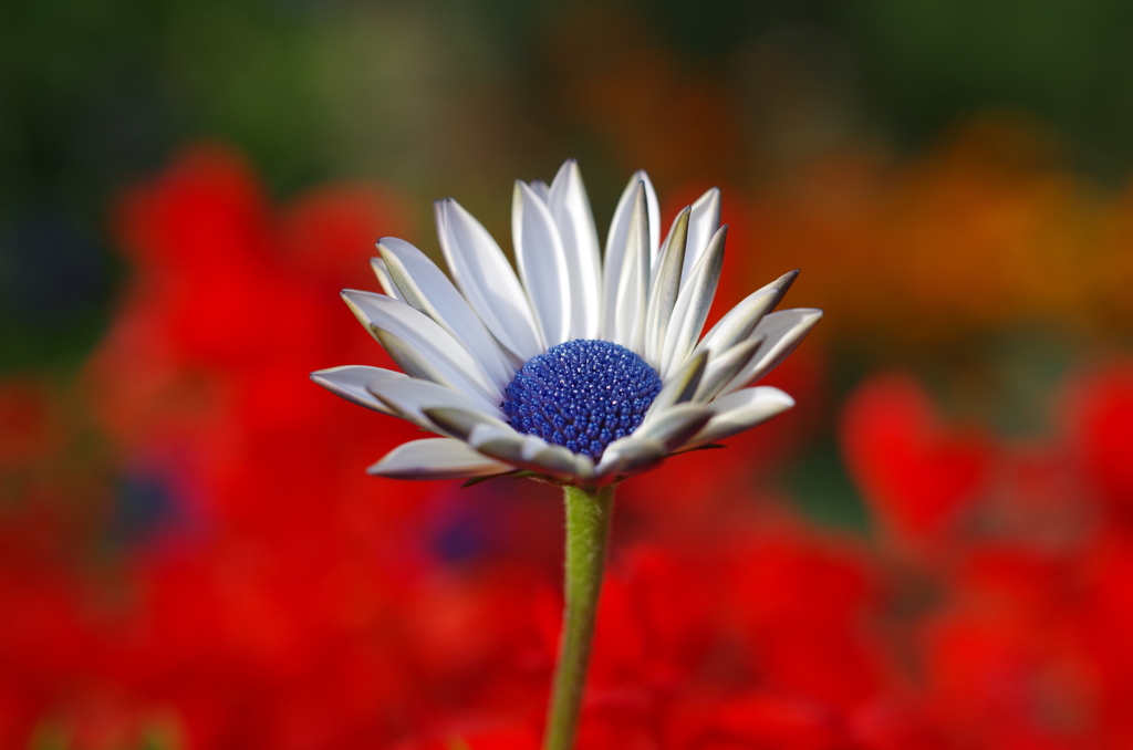 存在感のある花