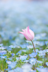 Tulip pink × Nemophila blue　ペコリ