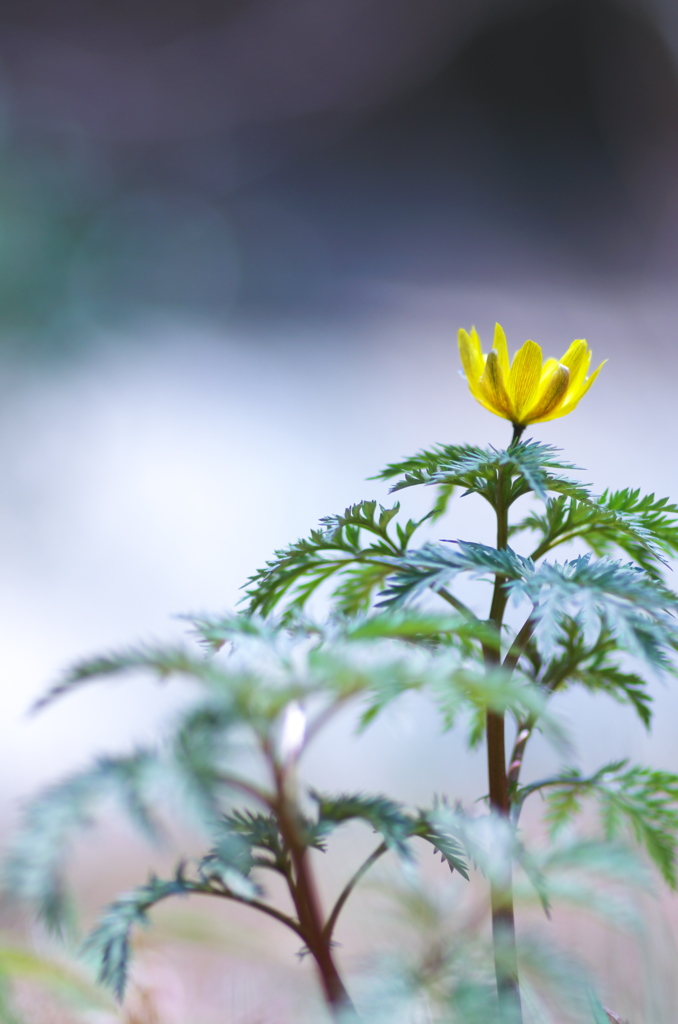 福招く花