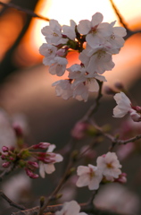 夕焼け桜３