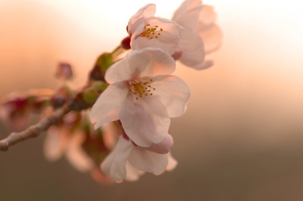 夕焼け桜１