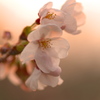 夕焼け桜１