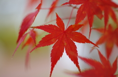 理想的な形