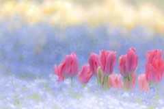 Tulip pink × Nemophila blue　キラキラ