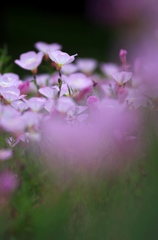 秘密の花園