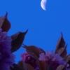 八重桜と月