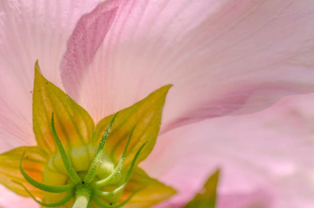 芙蓉　裏